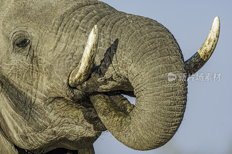 非洲象群饮水，Loxodonta africana，丘比国家公园的Savute地区，博茨瓦纳，长鼻，象科